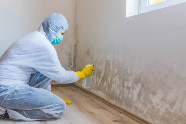 Licensed Mold Removal service in Etters, PA - WQB Mold Removal